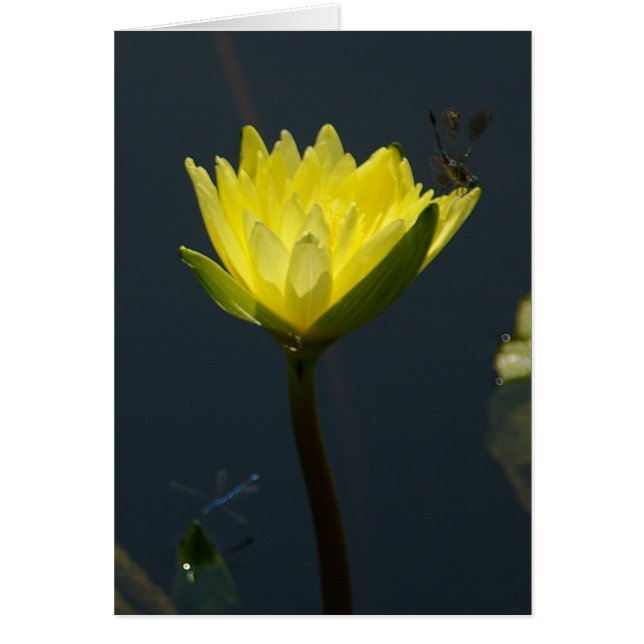 Cartão Waterlily Lotus Amarelo (Frente)
