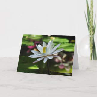 Cartão Waterlily - Placa de Vazio