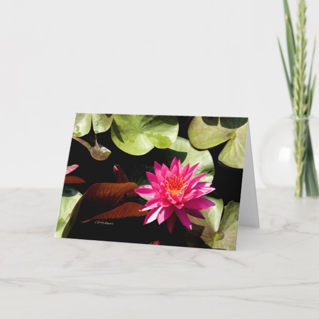 Cartão Waterlily Rosa I (Frente)