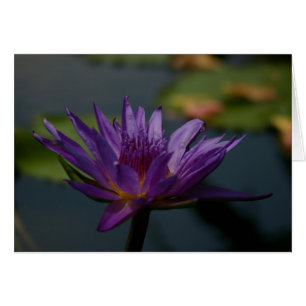 Cartão Waterlily roxo