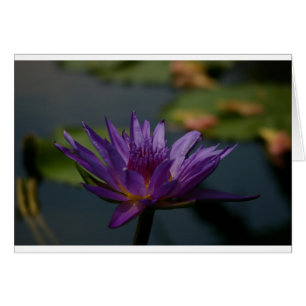 Cartão Waterlily roxo
