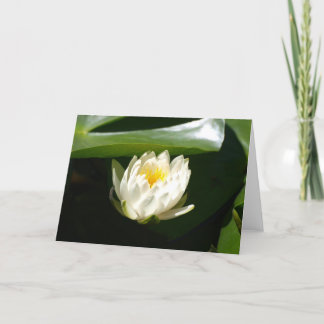 Cartão Waterlily sublime