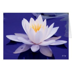 Cartão Waterlily Wonder, S Cyr