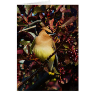 Cartão Waxwing de cedro