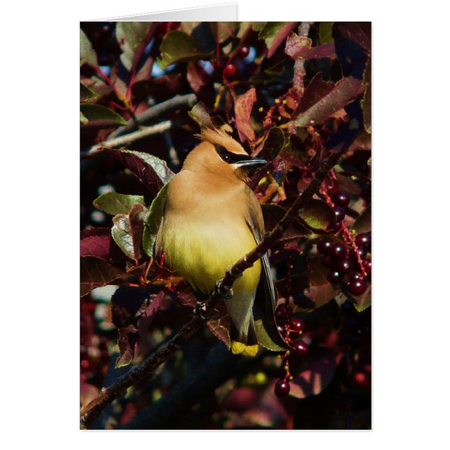 Cartão Waxwing de cedro (Frente)