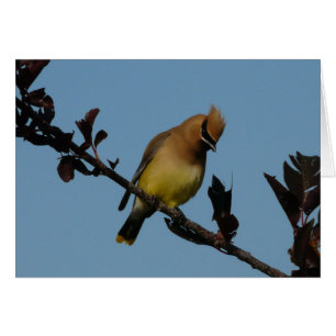 Cartão Waxwing de cedro 2