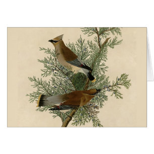 Cartão Waxwing de cedro de Audubon
