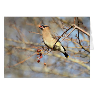 Cartão Waxwing de cedro que come bagas