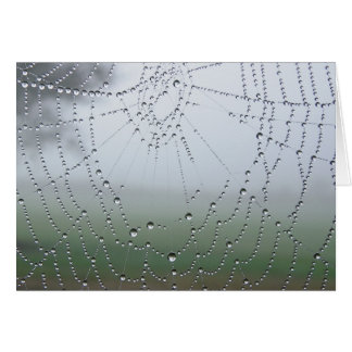 Cartão Web de aranha do orvalho da manhã