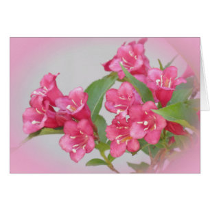 Cartão Weigela Blooms