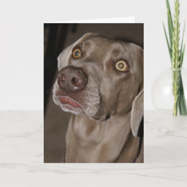 Cartão Weimaraner Atento (Frente)