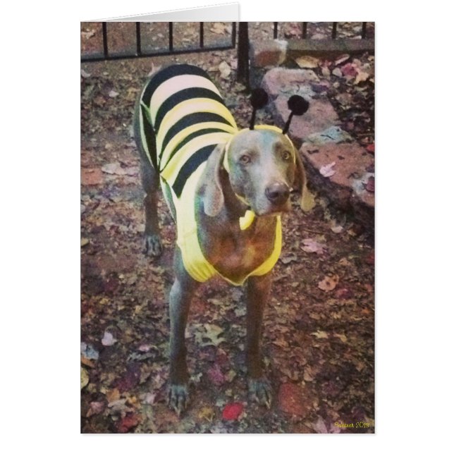 Cartão Weimaraner Bumblebee (Frente)