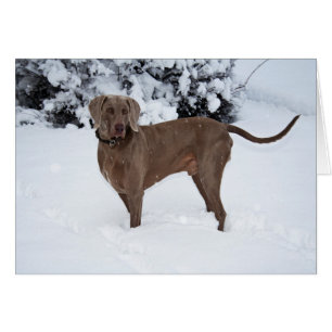 Cartão Weimaraner No Inverno