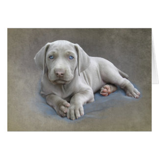Cartão Weimaraner Puppy