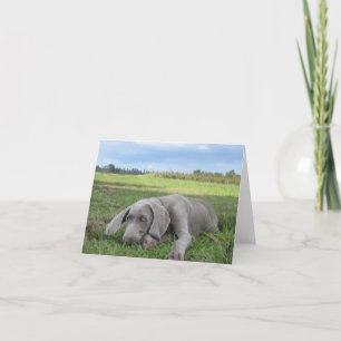 Cartão Weimaraner Puppy Notecard