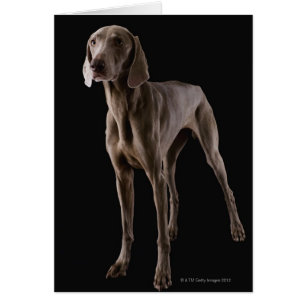 Cartão Weimaraner, tiro do estúdio