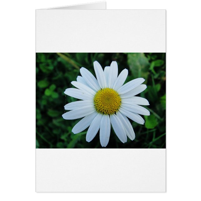 Cartão Weisse Margerite (Frente)