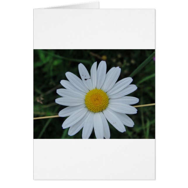 Cartão Weisse Margerite auf Stäbchen (Frente)