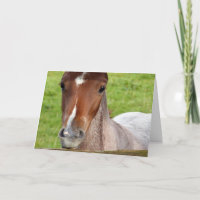 Welsh cob foal Birthday card