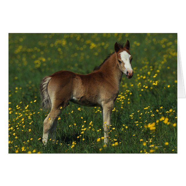 Cartão Welsh Foal (Frente Horizontal)