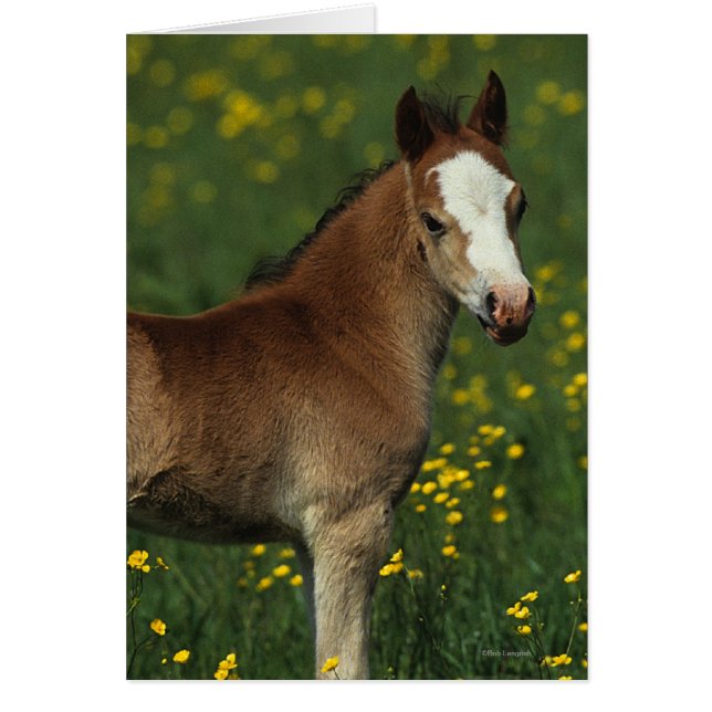 Cartão Welsh Foal (Frente)
