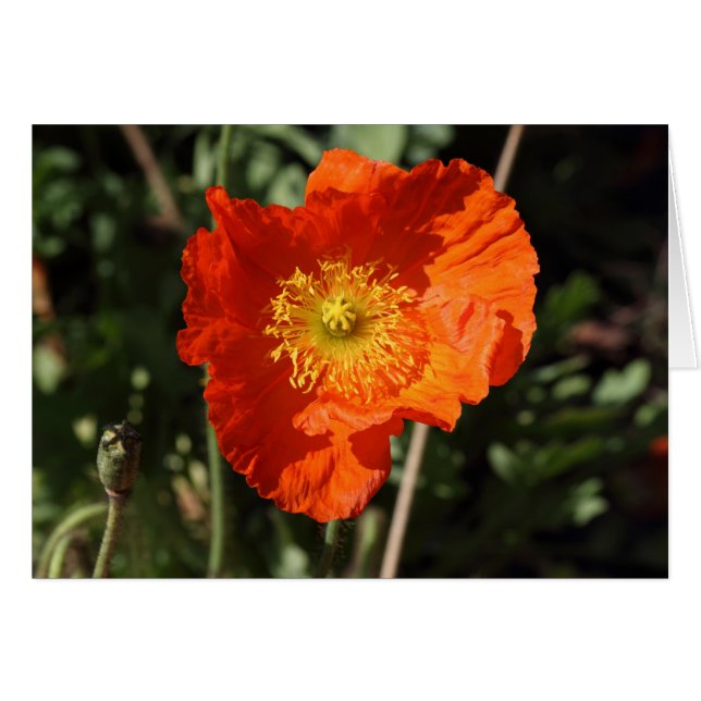 Cartão Welsh Poppy (Laranja) (Frente Horizontal)