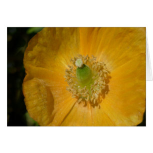 Cartão Welsh Poppy Macro