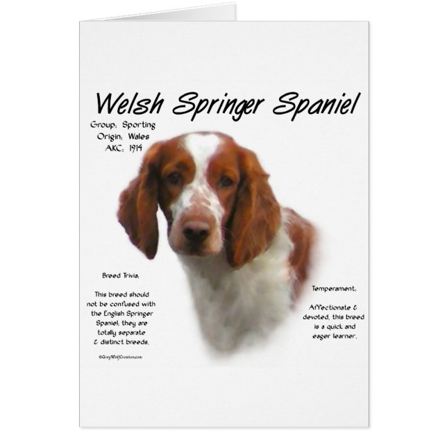 Cartão Welsh Springer Spaniel History Design (Frente)