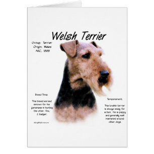 Cartão Welsh Terrier History; Sobre Welsh Terriers