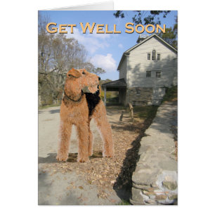 Cartão Welsh Terrier no Pátio Estável