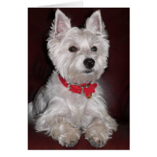 Cartão West Highland Terrier
