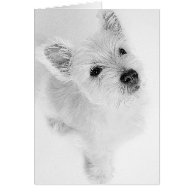 Cartão West Highland Terrier Pup (Frente)