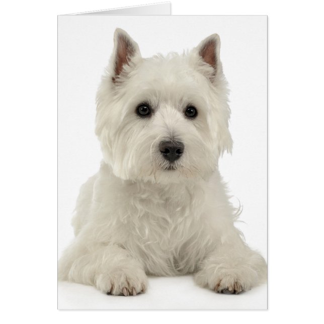 Cartão West Highland White Terrier Puppy Dog Westie (Frente)