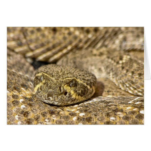 Cartão Western Diamondback Rattlesnake (Frente Horizontal)