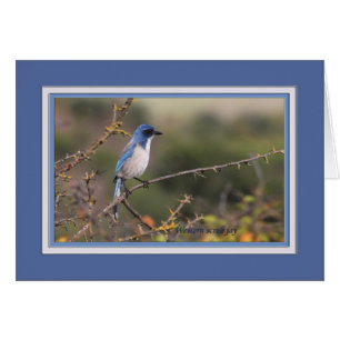 Cartão Western_scrub_jay_1613