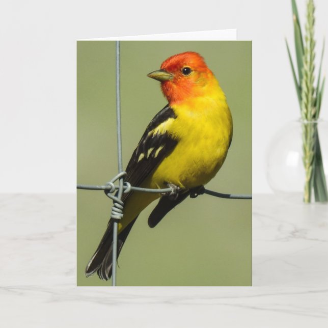 Cartão Western Tanager Notecard (Frente)