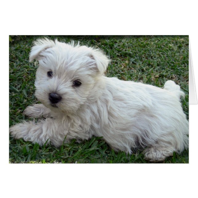 Cartão Westie (Frente Horizontal)
