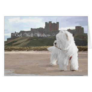 Cartão Westie no Castelo de Bamburgh