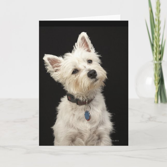 Cartão Westie (terrier ocidental das montanhas) com colar (Frente)