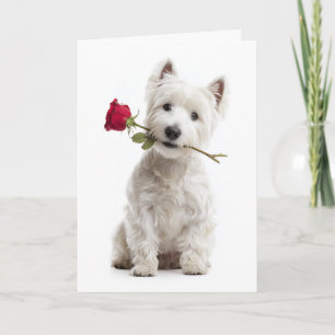 Cartão Westie Valentine – Amor e Devoção Radiantes
