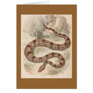 Cartão WH Freeman - Constrictor de boa