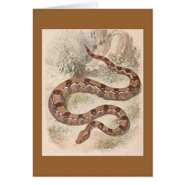 Cartão WH Freeman - Constrictor de boa (Frente)