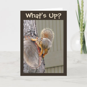 Cartão What's Up? Squirrel Photo