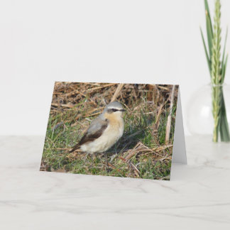Cartão "Wheatear"