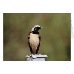 Cartão Wheatear de Orelha Negra