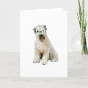 Cartão Wheaten Terrier (C)