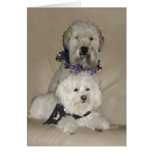 Cartão Wheaten Terrier e Havanese