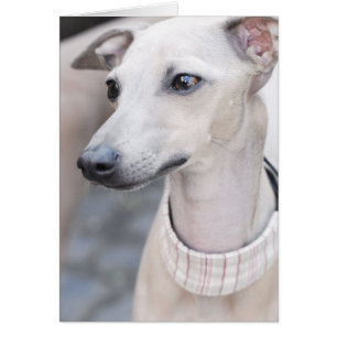 Cartão Whippet bonito