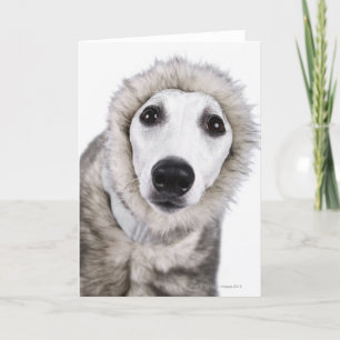Cartão Whippet dog wearing fur coat, studio shot