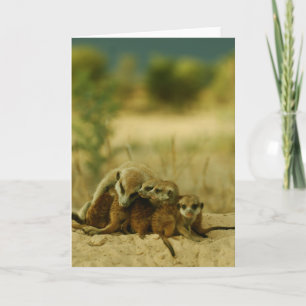 Cartão Whiskers pups - KMP Card 19